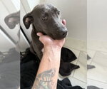 Small #3 Mutt