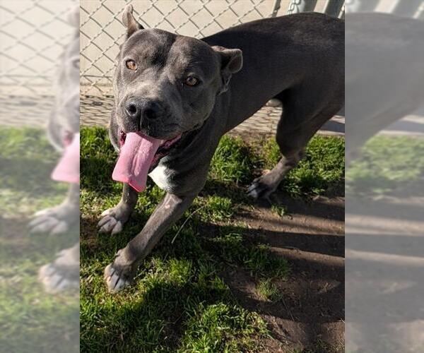 Medium Photo #1 Mutt Puppy For Sale in Riverside, CA, USA