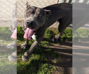 Mutt Dogs for adoption in Riverside, CA, USA