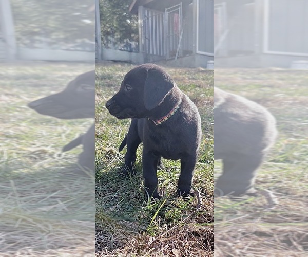 Medium Photo #11 Labrador Retriever Puppy For Sale in SIGNAL MOUNTAIN, TN, USA