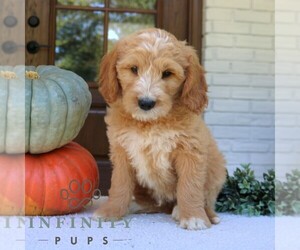 Goldendoodle (Miniature) Puppy for sale in PARADISE, PA, USA