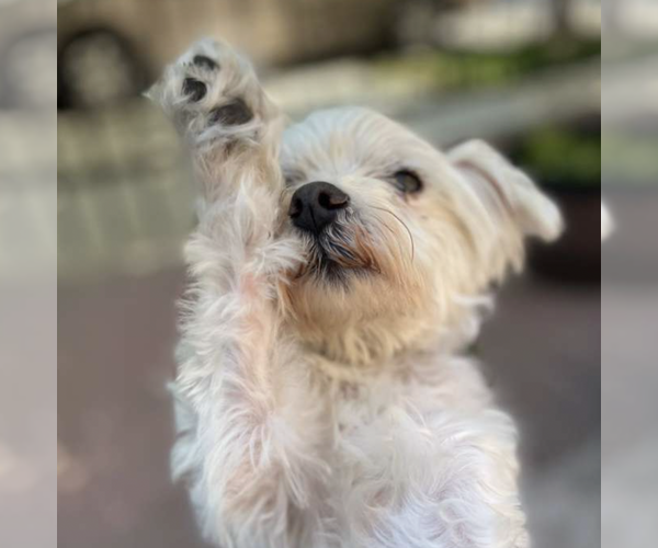 Medium Photo #11 Mutt Puppy For Sale in Brooklyn, NY, USA