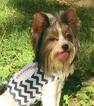Small Photo #1 Biewer Terrier Puppy For Sale in FARMINGTON, MO, USA