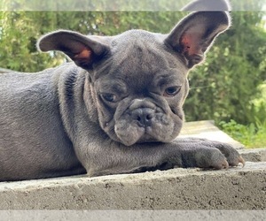 French Bulldog Puppy for sale in ERIAL, NJ, USA