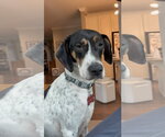 Small #12 American Foxhound-Beagle Mix
