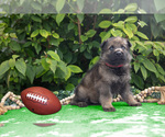 Puppy Tom German Shepherd Dog