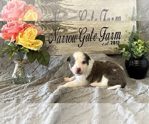 Border Collie Puppy for sale in MOODY, TX, USA