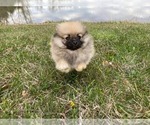 Small Photo #2 Pomeranian Puppy For Sale in DOWNING, MO, USA