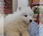 Small Photo #2 Samoyed Puppy For Sale in THORP, WI, USA