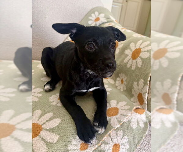 Medium Photo #2 Chihuahua-Unknown Mix Puppy For Sale in Doylestown, PA, USA