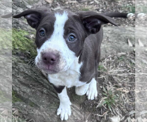 Medium Photo #2 American Staffordshire Terrier-Catahoula Leopard Dog Mix Puppy For Sale in Holly Springs, NC, USA
