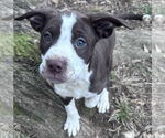 Small #1 American Staffordshire Terrier-Catahoula Leopard Dog Mix