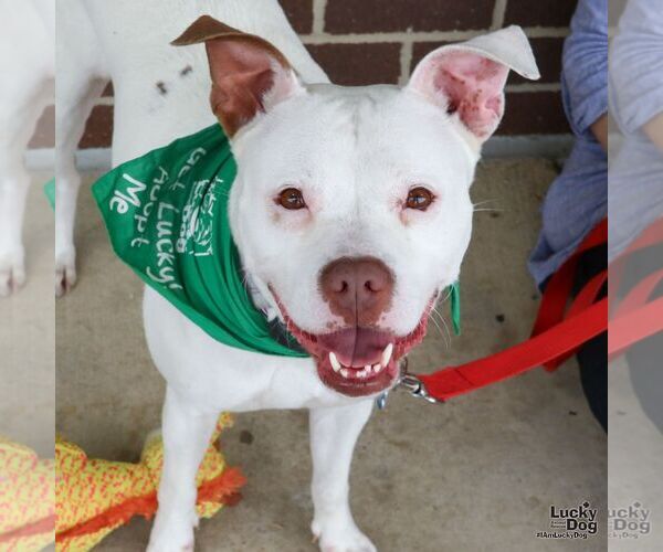 Medium Photo #4 American Pit Bull Terrier-Bulldog Mix Puppy For Sale in Washington, DC, USA