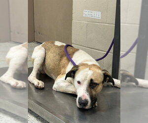 American Pit Bull Terrier-Unknown Mix Dogs for adoption in Conroe, TX, USA