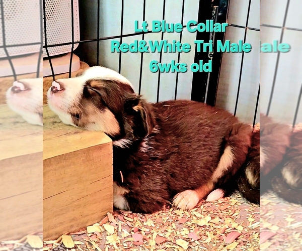 Medium Photo #4 Border Collie Puppy For Sale in BYBEE, TN, USA