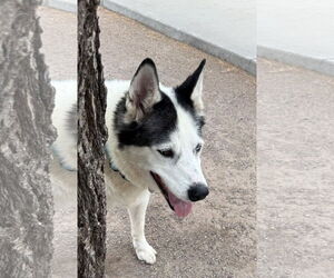 Medium Siberian Husky