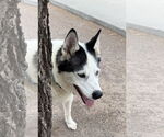 Small Siberian Husky