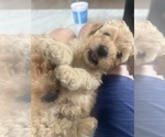 Small #8 Goldendoodle (Miniature)
