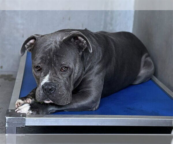 Medium Photo #2 Mutt Puppy For Sale in San Bernardino, CA, USA