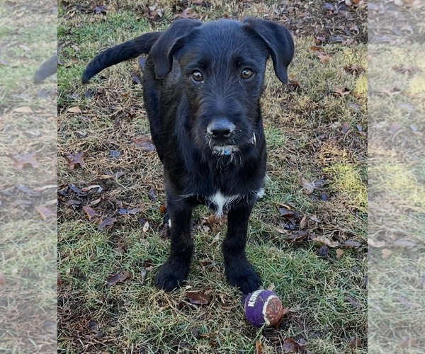 Medium Photo #17 Labradoodle Puppy For Sale in pomfret, CT, USA