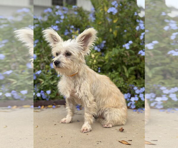 Medium Photo #2 Mutt Puppy For Sale in PIPE CREEK, TX, USA