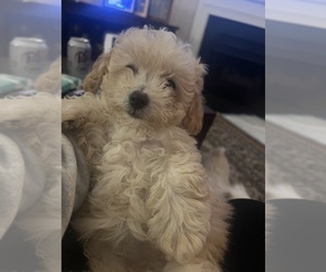 Poodle (Toy) Puppy for sale in MORRISVILLE, NC, USA