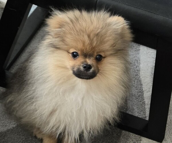 Medium Photo #5 Pomeranian Puppy For Sale in MENIFEE, CA, USA