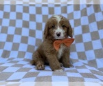 Larry - Male Goldendoodle (Miniature) Puppy for Sale - Photo #3