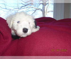 Old English Sheepdog Puppy for sale in RAYMORE, MO, USA