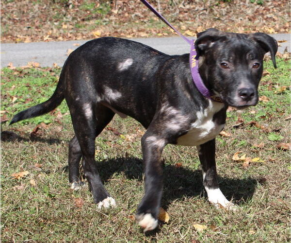 Medium Photo #3 Mountain Cur-Unknown Mix Puppy For Sale in Prattville, AL, USA