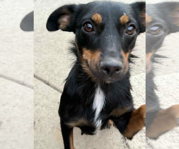 Medium Photo #2 Doxie-Pin Puppy For Sale in Amarillo, TX, USA