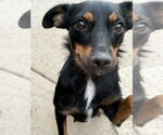 Small #1 Doxie-Pin