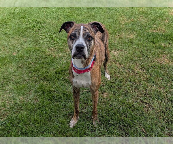 Medium Photo #1 Boxer Puppy For Sale in San Clemente, CA, USA