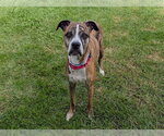 NALA - Female Boxer Dog for Adoption - Small photo