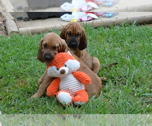 Medium Photo #26 Bloodhound Puppy For Sale in CORNING, AR, USA