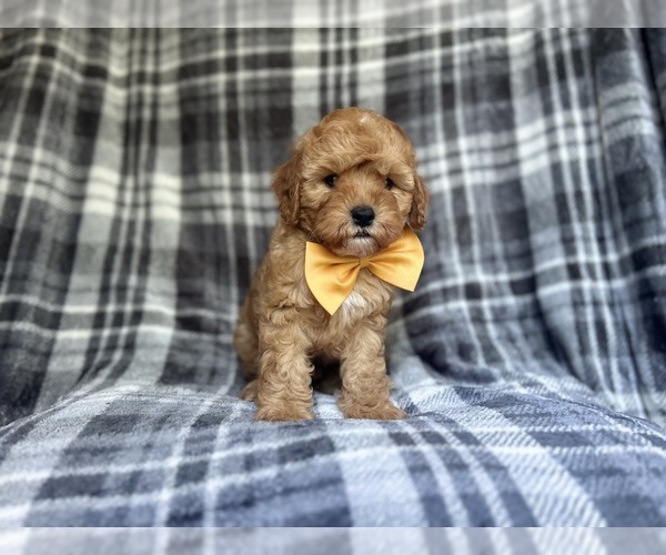 Medium Photo #9 Cavapoo Puppy For Sale in LAKELAND, FL, USA
