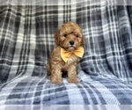 Small #8 Cavapoo