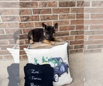 Small #13 German Shepherd Dog