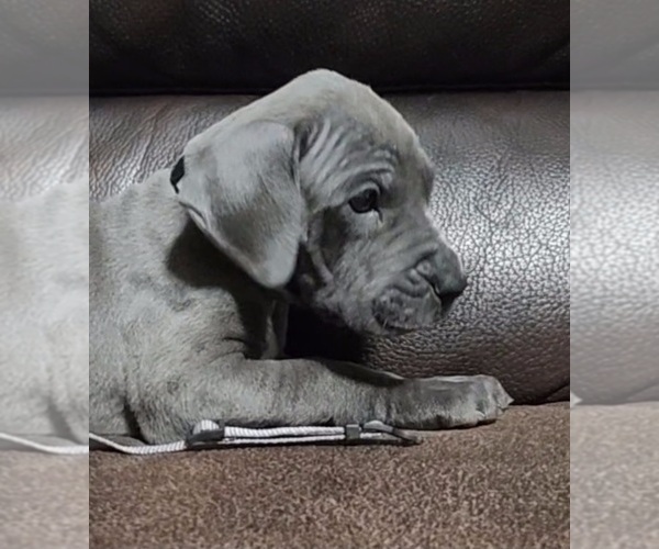 Medium Photo #15 Great Dane Puppy For Sale in OGDEN, UT, USA