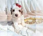 Puppy Ariel Goldendoodle (Miniature)