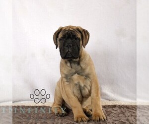 Bullmastiff Puppy for sale in NEW HOLLAND, PA, USA