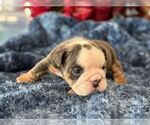 Small Photo #8 English Bulldog Puppy For Sale in OOLOGAH, OK, USA