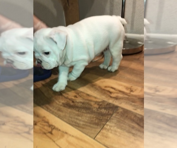 Medium Photo #9 Bulldog Puppy For Sale in CHANDLER, AZ, USA