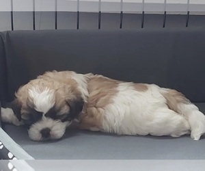 Mal-Shi Puppy for sale in SPOKANE, WA, USA