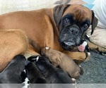 Small Photo #2 Boxer Puppy For Sale in ONTARIO, CA, USA