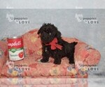 Small Poodle (Toy)