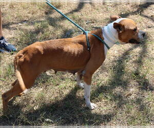 Honey - Female Boxer-Unknown Mix Dog for Adoption - Photo #3