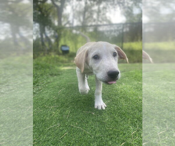 Medium Photo #2 Labrenees Puppy For Sale in FRAMINGHAM, MA, USA