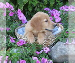Small #4 Golden Retriever