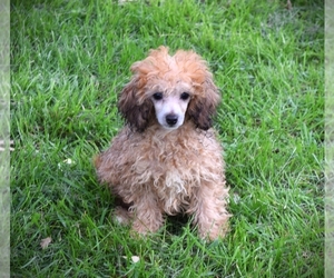 Poodle (Toy) Puppy for sale in BARNESVILLE, KS, USA